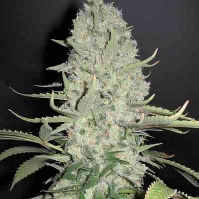 White Widow x Big Bud > Female Seeds